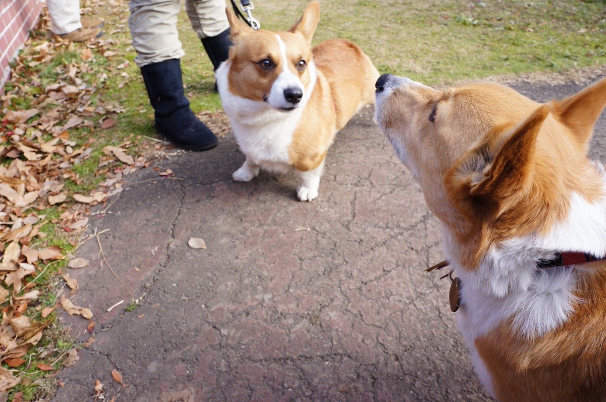 シロップ兄やんと二代目テト君 tweet media