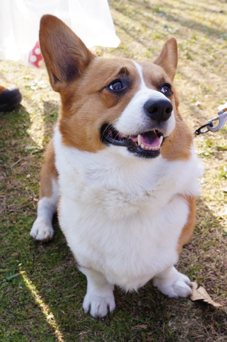 シロップ兄やんと二代目テト君 tweet media