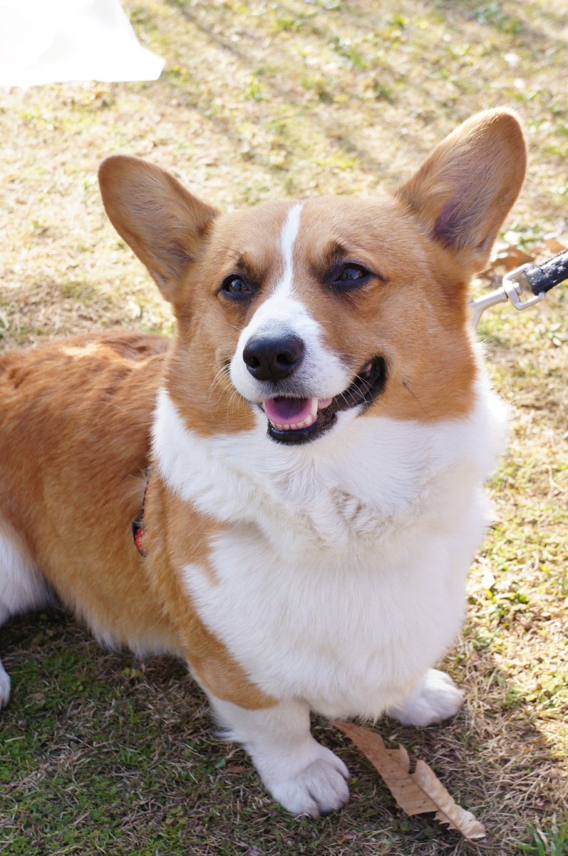 シロップ兄やんと二代目テト君 tweet media