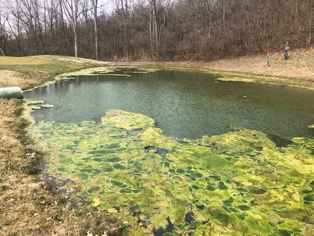 StewardsofTurf's tweet photo. Algal blooms will begin to ramp up when the water temperature reaches 50-60 degrees, get out ahead of algae with #SeClear and #EutroSORB, so you don't find yourself in a situation like the photo below. #CaptainXTR  Reach out to your #SePRO Tech Specialist today for more details. https://t.co/Yvuo8QmYn4