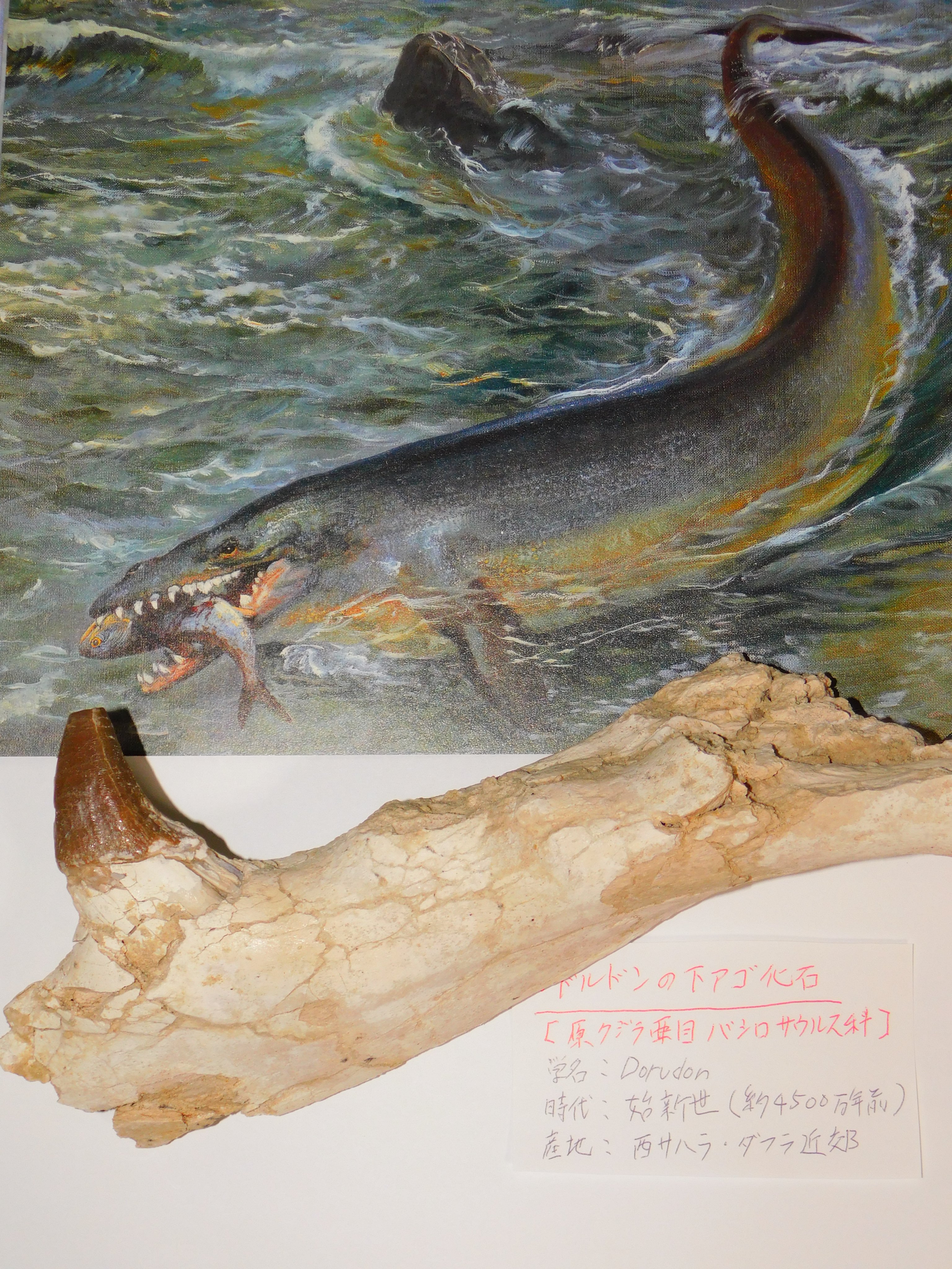 Kiyoさん いいね消える 太古の肉食クジラ バシロサウルス科の下アゴ化石 時代は始新世 約４５００万年前 バシロサウルスの仲間は原始的なクジラの祖先で 鋭い歯でイカや魚 時にはサメ でさえも捕食していました 体つきは細長くウミヘビのよう