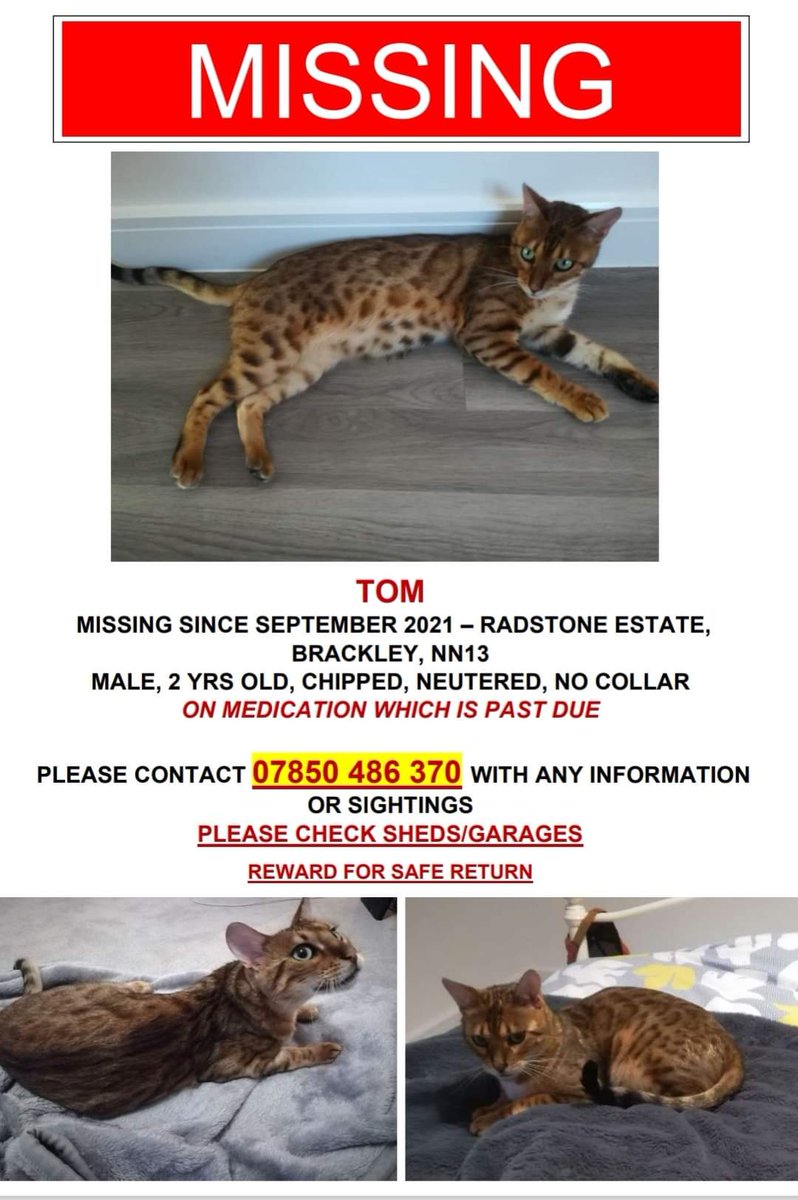 AlanDaffern's tweet photo. Tom 2 Year Old #Neutered And #Microchipped Male
#Lost: Since September 2021
Area: #RadstoneEstate #Brackley #NN13
Tom Requires Medication Which Is Past Due
Any Information Call 07850486370
https://t.co/UHHtIEUsL4 https://t.co/rlJkGcLn7U