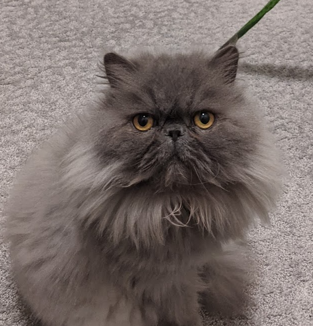 Velocizachtor's tweet photo. @canceledcatmom @carlysintothat To be fair, we did find our bootleg Persian wandering the halls at college... https://t.co/mZ6wC4zeGX