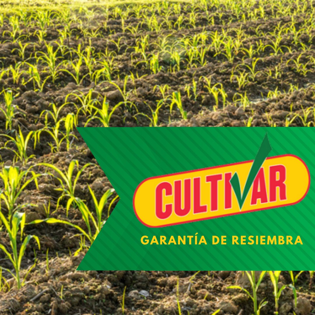 laderoagro's tweet photo. Protegé tu inversión con #GarantíaCultivar 🛡
Una garantía de RESIEMBRA única en el mercado que te ofrece toda la seguridad que tu campo necesita. 
Ante granizo, heladas e incendios, te entregamos bolsas @dekalbargentina de forma gratuita para que puedas resembrar tus lotes  ✅ https://t.co/Gu5lTEYFim