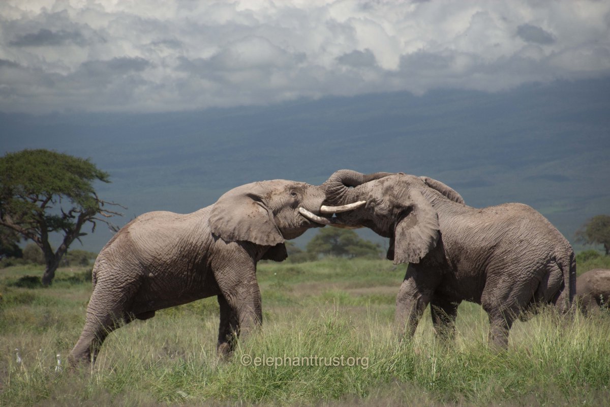MuseumSociety's tweet photo. Male Elephants Matter - Talk by Dr Vicki Fishlock - Sat, 19 Feb 2022, 4pm, Muthaiga Country Club - https://t.co/D2BLXo18ow
RSVP Today: 0724 255 or info@kenyamuseumsociety.org https://t.co/lEOg1PBq9c