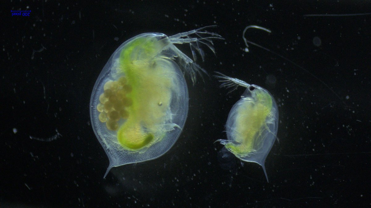 Organisation des Jeunes Chercheurs en Écologie (@ojce_) on Twitter photo Daphnid versus Goliath: The effect of food quality on the ontogenetic growth of Daphnia magna.
Left side is a mature well-fed daphnids with brood pouch full of eggs.
Right side is a immature poorly-fed individual.
Crédit photo: <a href="/ThomsRuiz/">Thomas Ruiz</a> Daphnid versus Goliath: The effect of food quality on the ontogenetic growth of Daphnia magna.
Left side is a mature well-fed daphnids with brood pouch full of eggs.
Right side is a immature poorly-fed individual.
Crédit photo: <a href="/ThomsRuiz/">Thomas Ruiz</a>