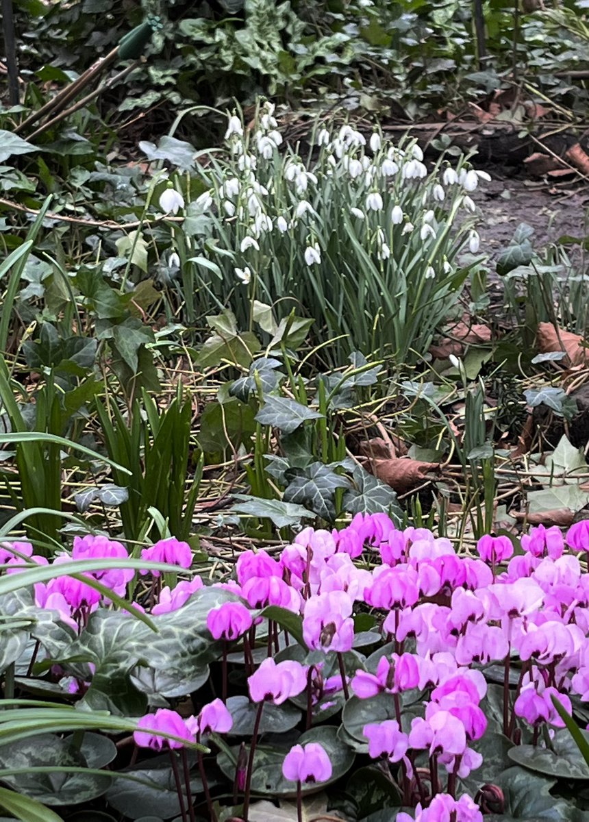 Weeping Ash Garden Glazebury Cheshire wa3 5nt will be open on Sunday 20 February for NGS Charity Snowdrop Festival and all next week weather permitting ring 01952 266300