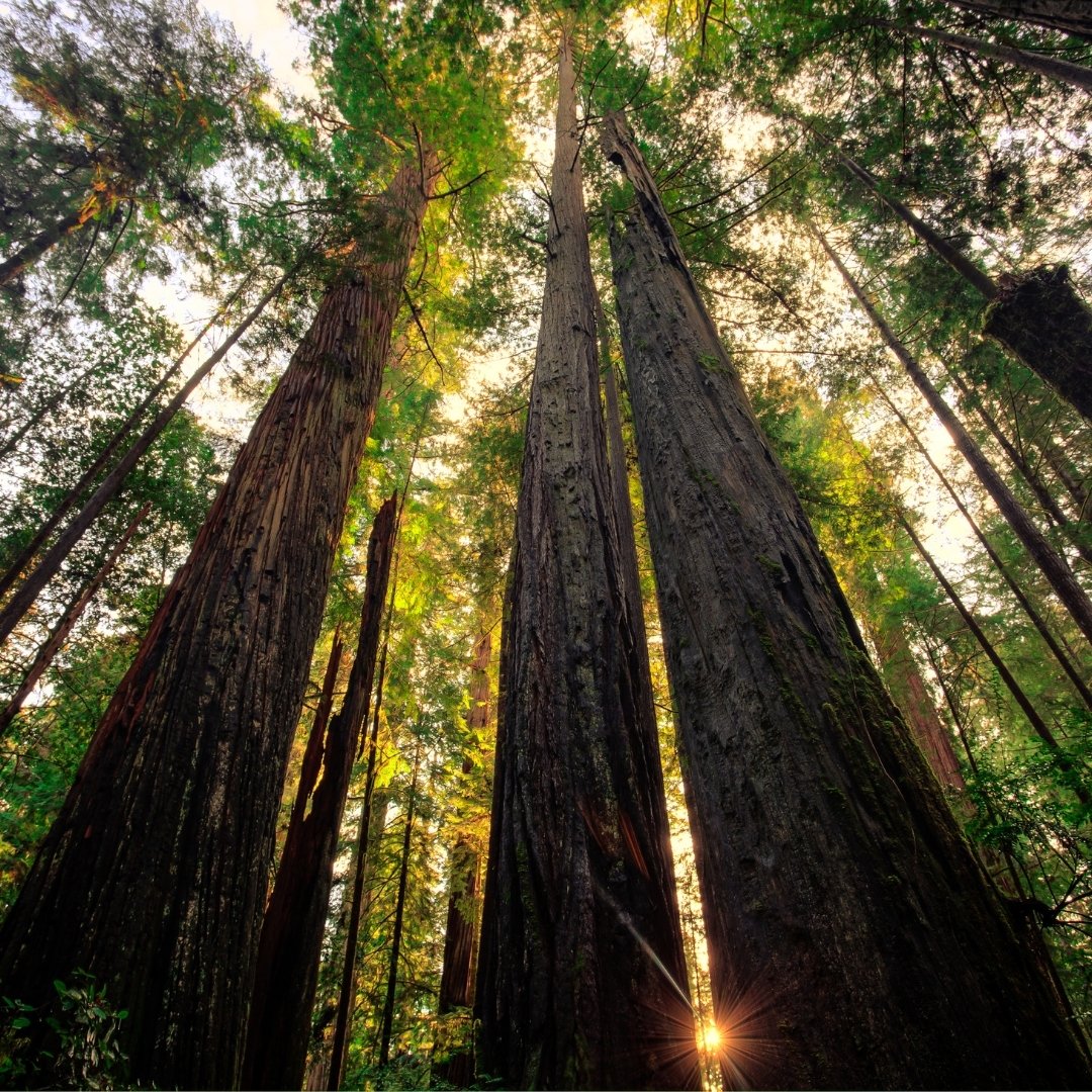 3csn's tweet photo. Feeling stressed? Looking for community that gets it? Join us for Mindfulness for Educators today at 3 PM with Sarah Sullivan (Mission College). Always free! Register: https://t.co/kN1Ifa3Lca #mindfulness #californiacommunitycolleges #3csn #communitycare #selfcare https://t.co/DKdt3KVtnj