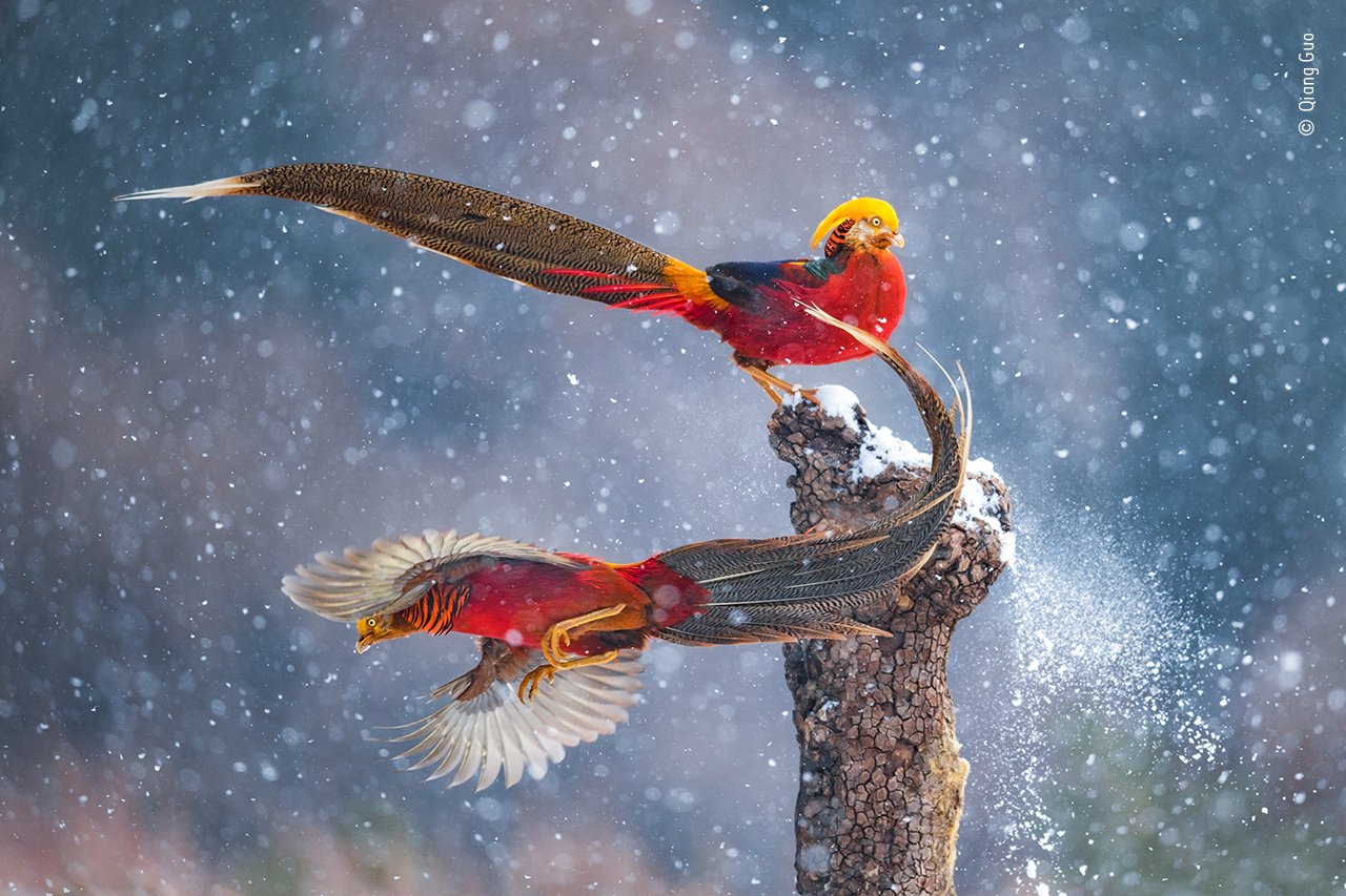 golden pheasant pictures