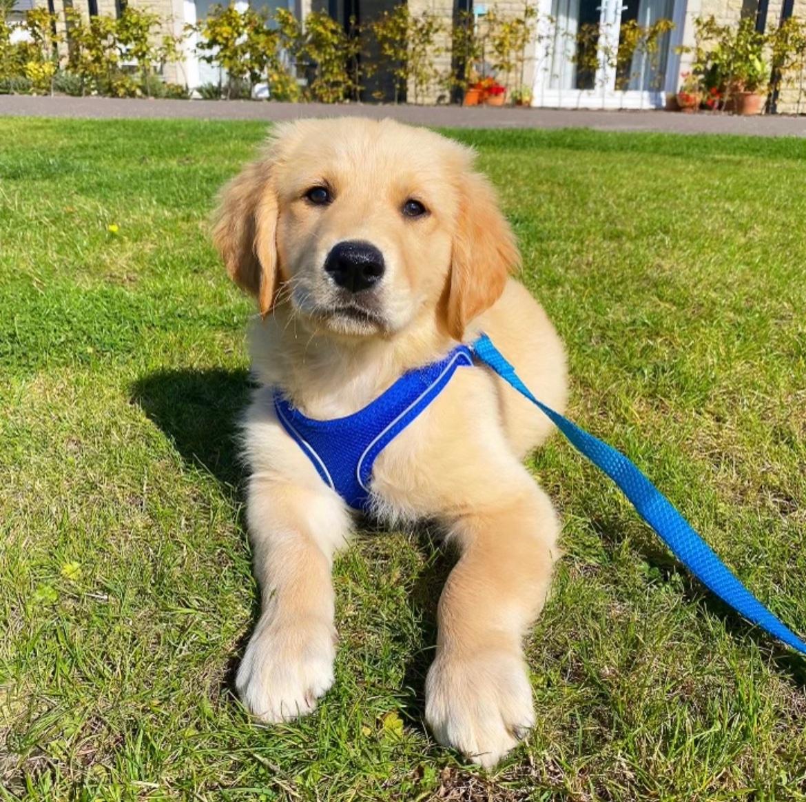 Matthew_Quinn_4's tweet photo. 5 months and my Puppy is now a Dug. https://t.co/3UI2pEctm3