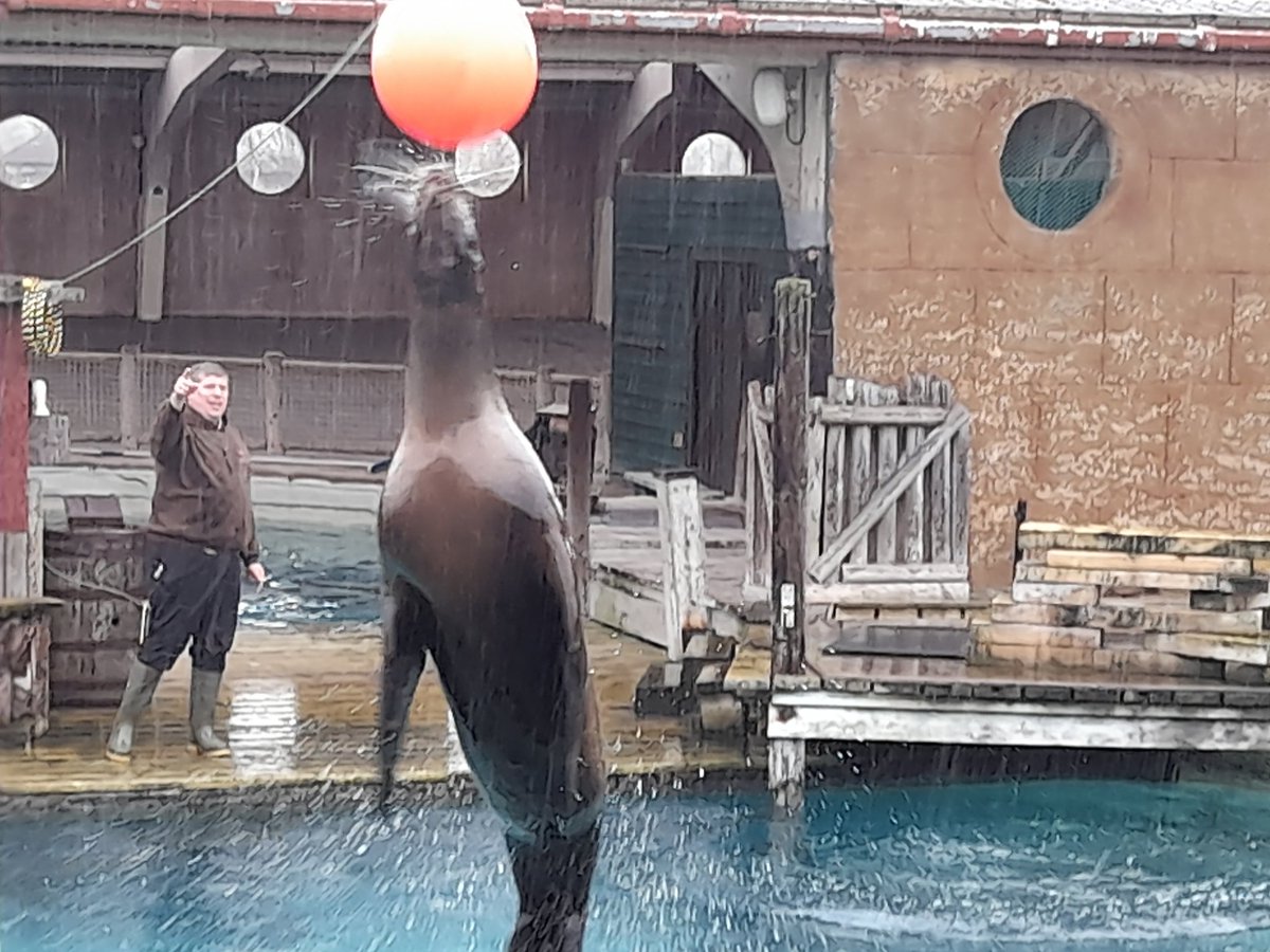 6F at the sealion show