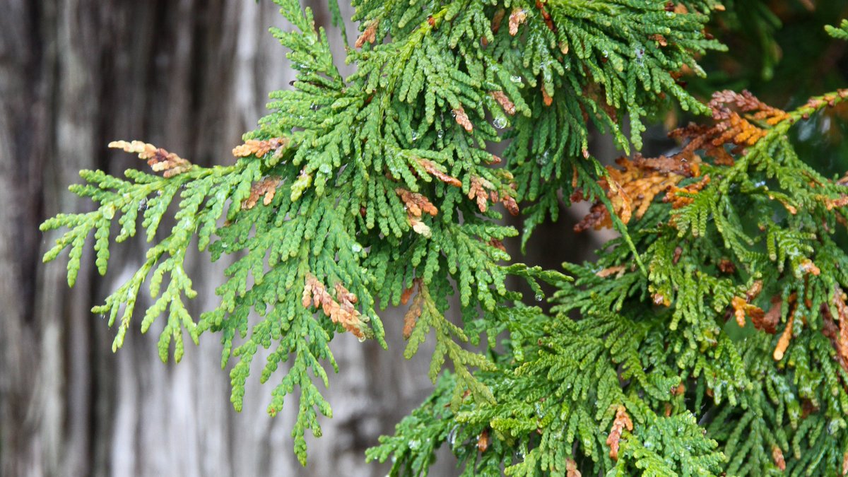 CanadaTrees's tweet photo. πTime to play #IdentiTree! Can you name this tree found across the #Wabanaki region?
Hint: In Mi'kmaw, Wolastoqey, and Passamaquoddy communities, this tree has a diverse number of uses β from smudging, tea, canoe building, and as a toothache remedy! https://t.co/huyKMixrfm