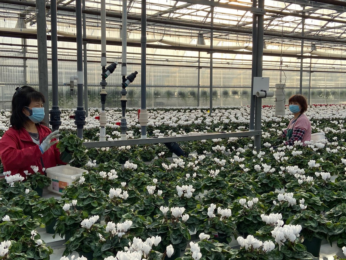 greenhousecan's tweet image. For these #greenhouses, investments in occupational #health &amp;amp; #safety have not only led to fewer incidents and claims, but improved work culture, retention and reputation. #OHS #labour #hiring #horticulture

Read more: greenhousecanada.com/when-safety-ta…