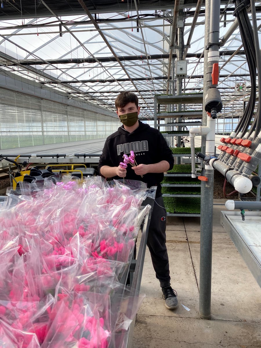 greenhousecan's tweet image. For these #greenhouses, investments in occupational #health &amp;amp; #safety have not only led to fewer incidents and claims, but improved work culture, retention and reputation. #OHS #labour #hiring #horticulture

Read more: greenhousecanada.com/when-safety-ta…