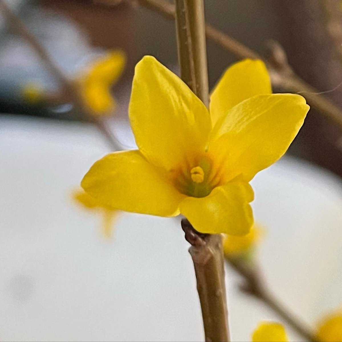WDCGardener's tweet photo. I’m enjoying these Forsythia flowers in my livingroom this week, after I cut a few branches last month and forced them into bloom indoors. Are you forcing any flowering shrubs or trees this winter? #gardendc #forsythia #forcingforsythia #yellowflowers #flowers #forcingbranches https://t.co/KeBwUyZR6h