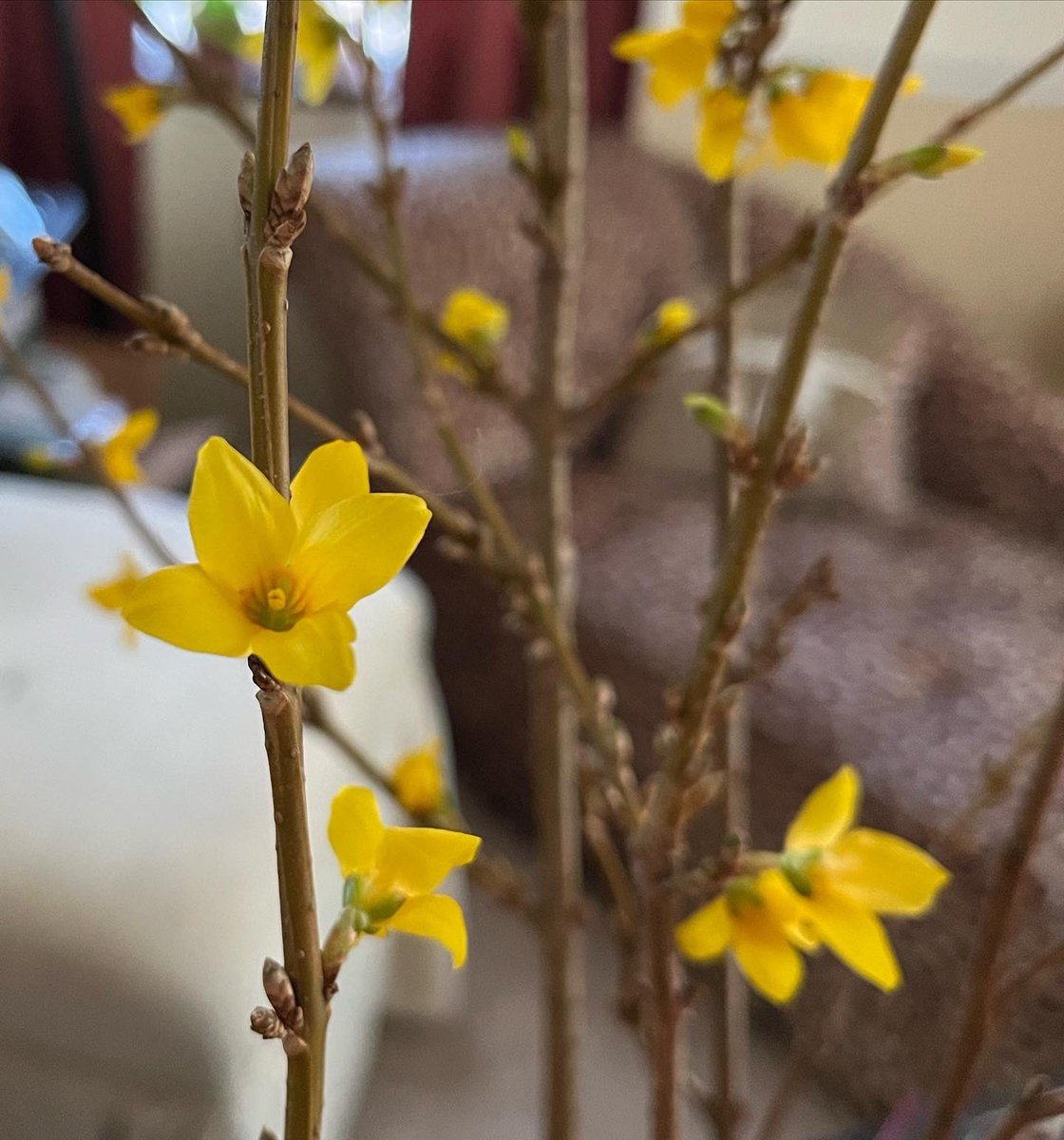 WDCGardener's tweet photo. I’m enjoying these Forsythia flowers in my livingroom this week, after I cut a few branches last month and forced them into bloom indoors. Are you forcing any flowering shrubs or trees this winter? #gardendc #forsythia #forcingforsythia #yellowflowers #flowers #forcingbranches https://t.co/KeBwUyZR6h