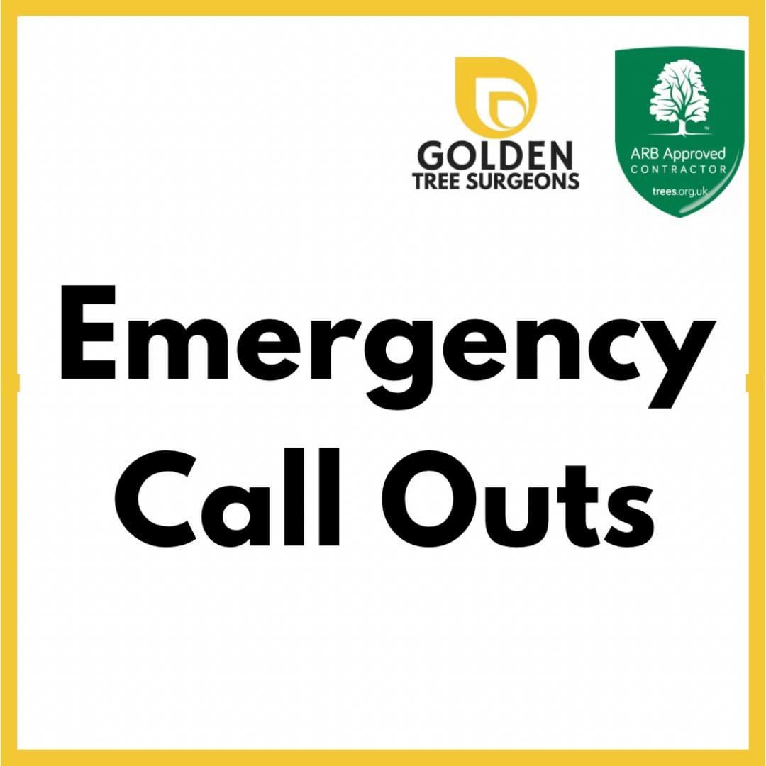 Golden Tree Surgeons tweet media