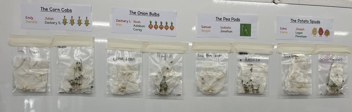 SchochDarnesto's tweet photo. We officially are farmers in Room 127! Students were grouped to complete individual activities & then used the #jigsawmethod to share their work with their original groups! Take a look at the seed growth & cooperative learning @markdgrilo @NicoleLOConnell @ZywickiR @mrobinson322 https://t.co/lY4uUwkQlo