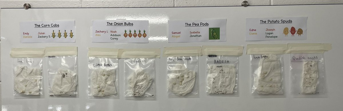 SchochDarnesto's tweet photo. We officially are farmers in Room 127! Students were grouped to complete individual activities & then used the #jigsawmethod to share their work with their original groups! Take a look at the seed growth & cooperative learning @markdgrilo @NicoleLOConnell @ZywickiR @mrobinson322 https://t.co/lY4uUwkQlo