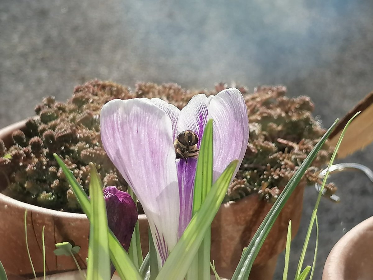 Qui est caché au milieu des Crocus ? 🪰 Ouvrez l'oeil, les #pollinisateurs émergent doucement, profitant des bains de soleil et des ressources florales à leur disposition ☀️