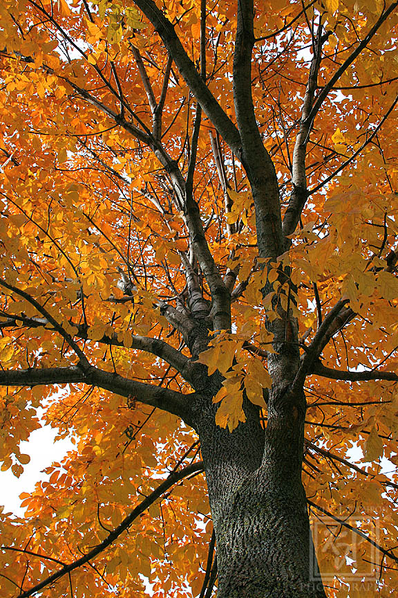 This #Maple #Tree in the picnic area at Devil's Lake State Park, in Baraboo, Wisconsin. (10-1-2012) #CanonFavPic #Canon60D #PanoramicPhotography #Landscape #LandscapePhotography #Photography #Trees #Leaves #FallColors #KevinPochronPhotography