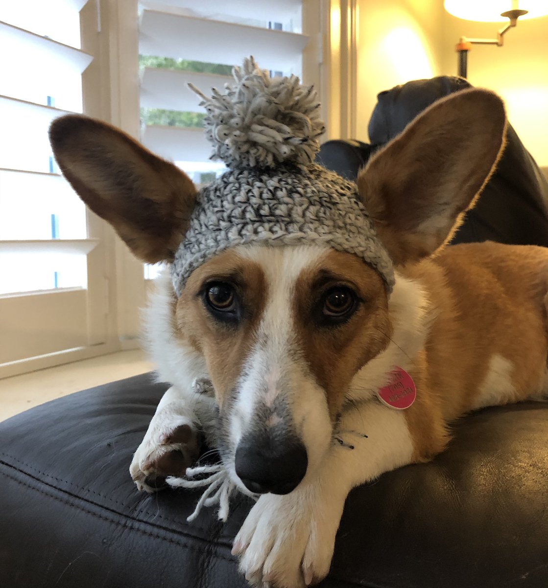 LizzieCorgi's tweet photo. Lizzie is also waiting for the ice and snow to start. #corgicrew #ONStorm https://t.co/ANe4c3NTv9