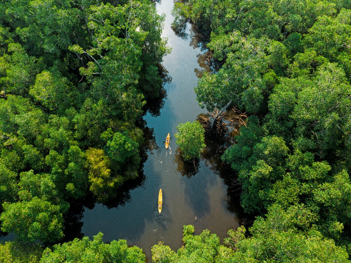 A mangrove makes your heart gentle and recharge your energy. 🛶

📍Bahía de Jiquilisco, Usulután

For more info about restaurants, hotels and experience, click in the link below.
🔗 elsalvador.travel