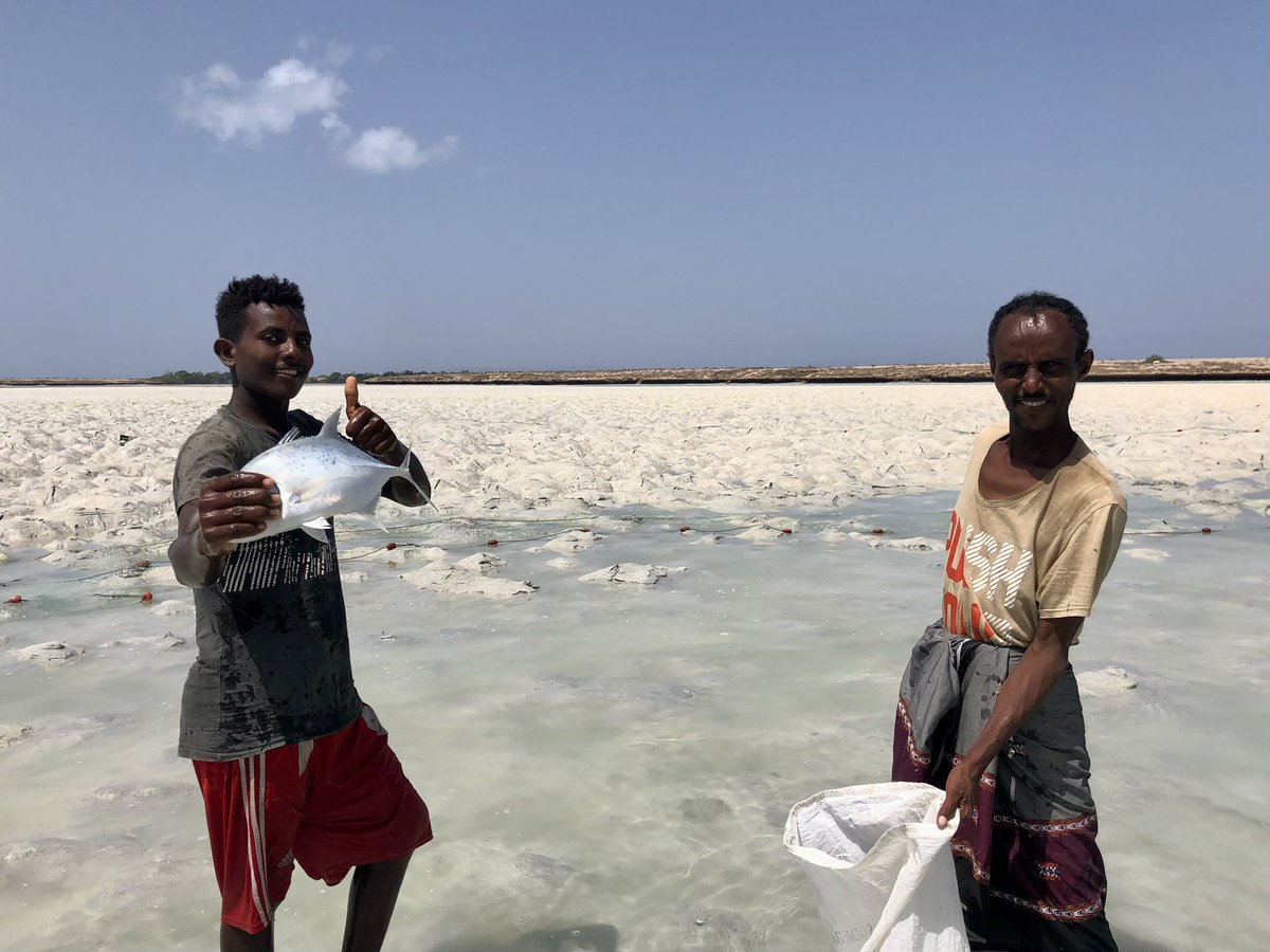 bben871's tweet photo. Pêche sur l’ île moucha à marée basse #ile #Djibouti #moucha #fish #poisson #peche https://t.co/UfDri5aZTv