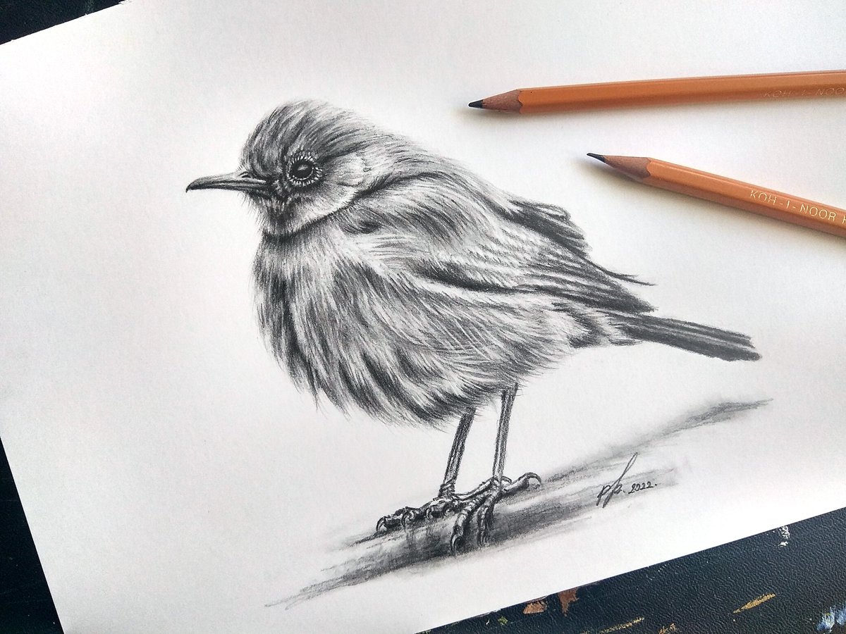 The brown rock chat or Indian chat is a small robin-like bird, found mainly in northern and central India.

Graphite on A4 size paper.
Ref.📸: Rajesh Balouria

#indianchat #brownrockchat #birdsoftwitter #birddrawing #birdart #realisticdrawing #animaldrawing #animalart #pszart