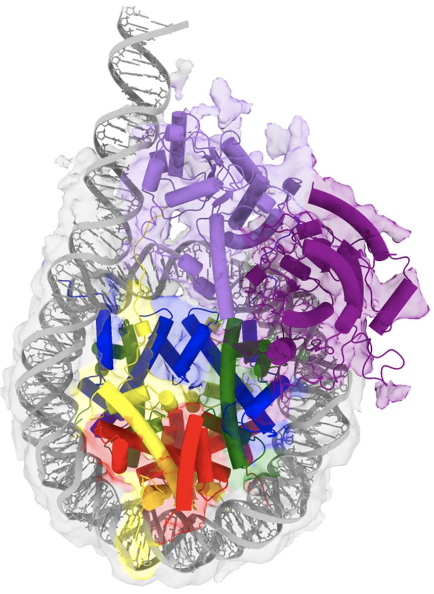 EMDB_EMPIAR's tweet photo. Attention! The famous "nucleosome police" is at it again with https://t.co/pxDyEl95Z8 showing that SMARCAD1 is an ATP-dependent histone octamer exchange factor with de novo nucleosome assembly activity @ScienceAdvances (https://t.co/T8cLUMNHh6) by @LugerLab. #cryoEM #EMDB_EMPIAR https://t.co/Rph5coB3kr