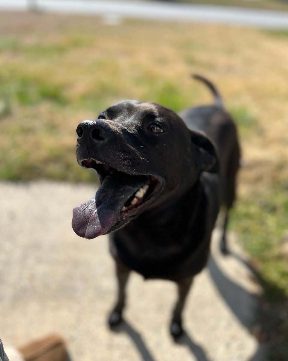 wald_gaming's tweet photo. We’re back TODAY AT NOON EST! The doggos are excited! https://t.co/6EFeR0G24q