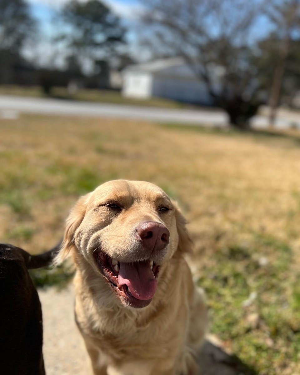 wald_gaming's tweet photo. We’re back TODAY AT NOON EST! The doggos are excited! https://t.co/6EFeR0G24q