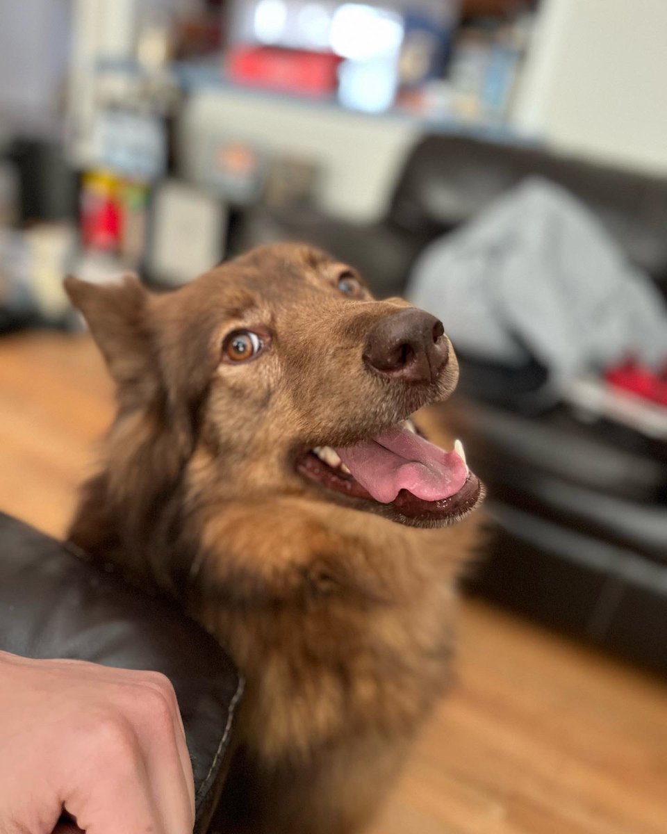 wald_gaming's tweet photo. We’re back TODAY AT NOON EST! The doggos are excited! https://t.co/6EFeR0G24q
