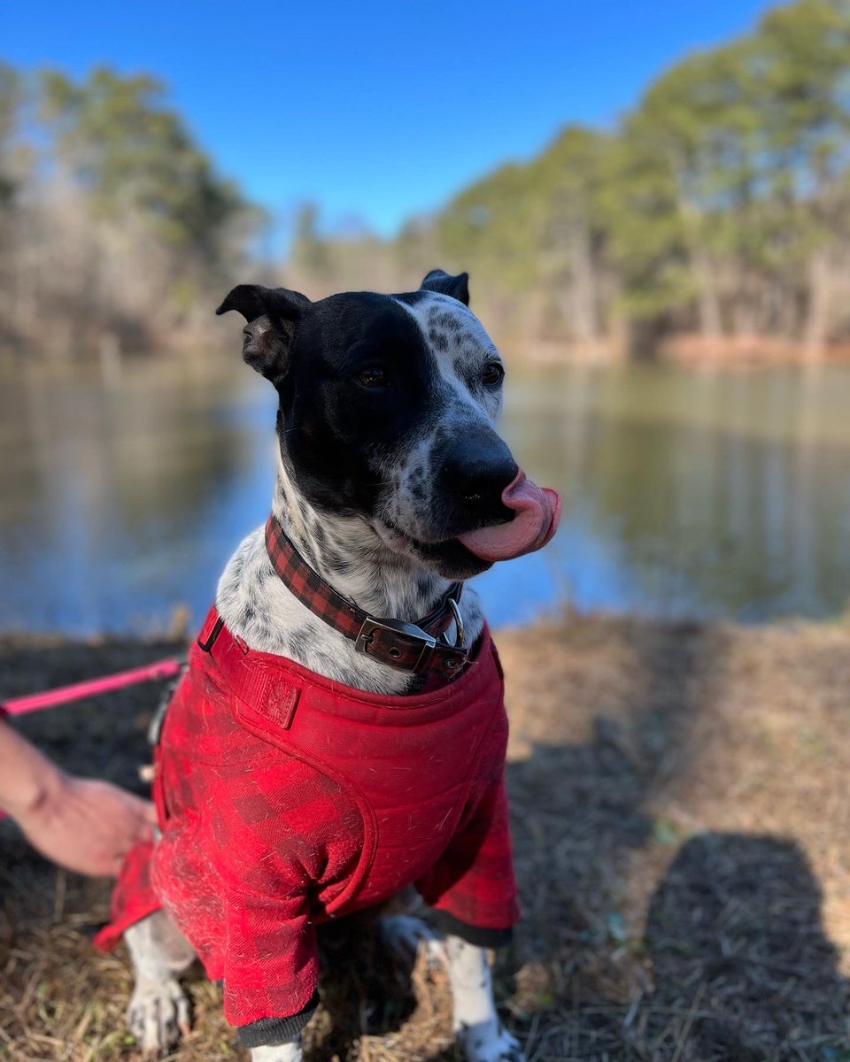 wald_gaming's tweet photo. We’re back TODAY AT NOON EST! The doggos are excited! https://t.co/6EFeR0G24q