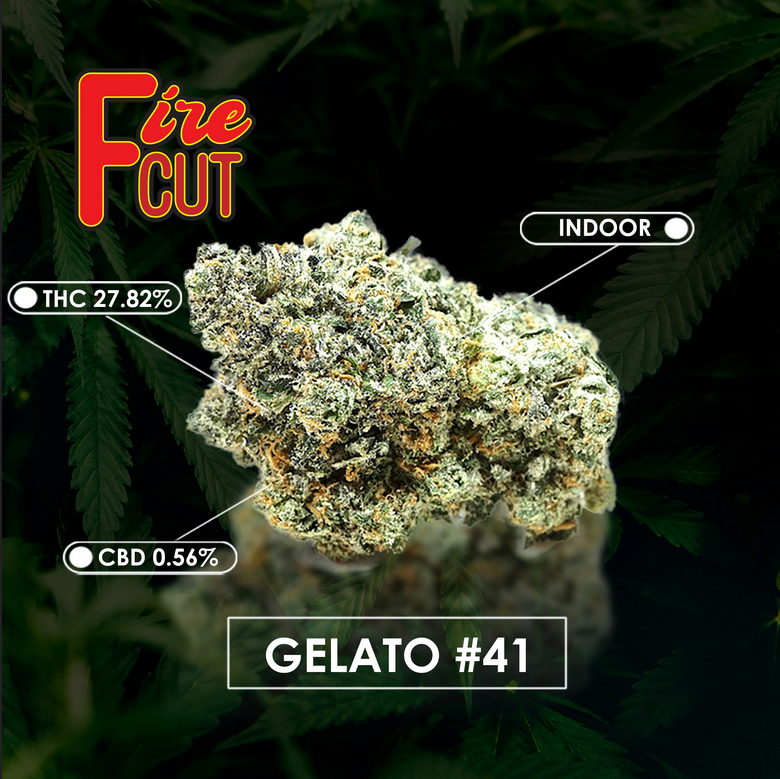 BudCars420's tweet photo. Fire CUT Gelato #41. Hybrid THC: 27.82% CBD: 0.56%. Gelato #41 is a hybrid strain that is high in THC and offers a heavy, relaxing body high without clouding the mind. Gelato 41 is made by crossing Sunset Sherbert and Thin Mint Cookies. #firecut #gelato41 #BudCars https://t.co/AC8Vj5Cmc3