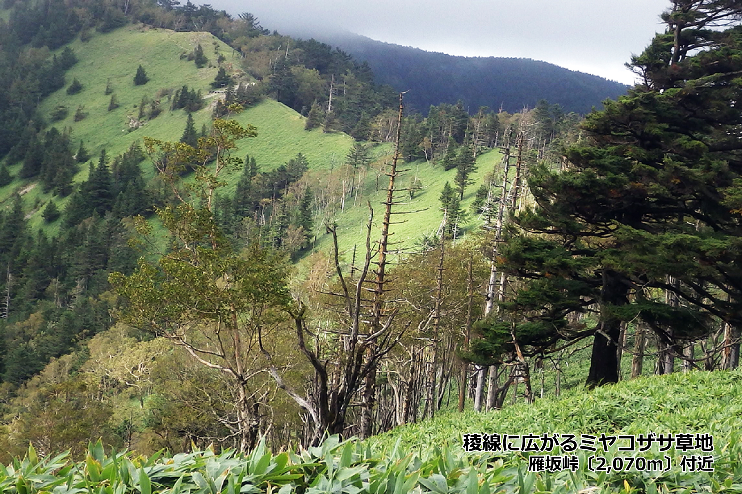 埼玉県立自然の博物館 最近少し話題になった専門用語 森林限界 埼玉県 最高点 三宝山2 4m には高山 草原 荒原や発達したハイマツ林がなく いわゆる森林限界はありません 一方 奥秩父の稜線には風衝地などに草原や低木林が分布し 亜高山帯針葉樹林