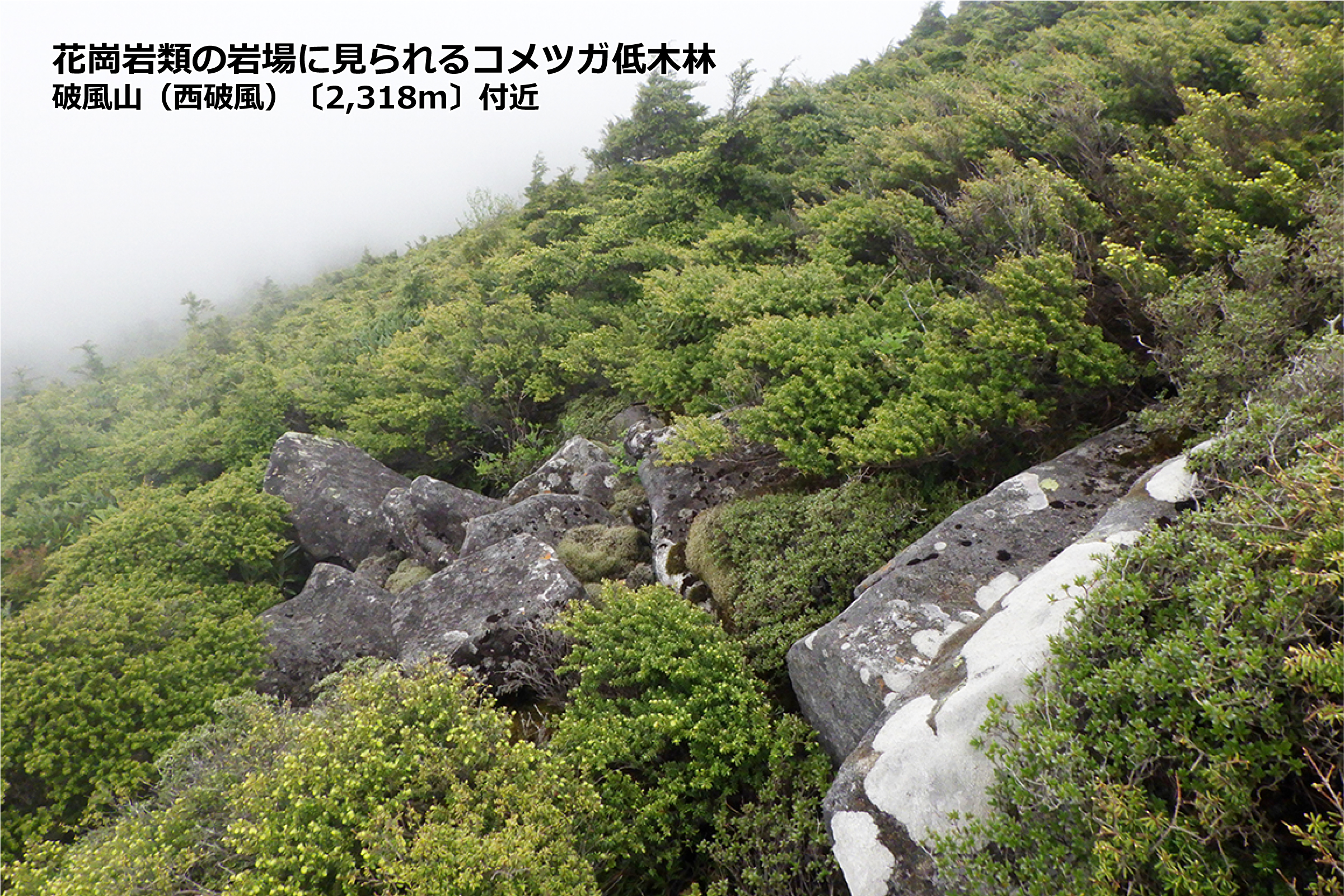 埼玉県立自然の博物館 最近少し話題になった専門用語 森林限界 埼玉県 最高点 三宝山2 4m には高山 草原 荒原や発達したハイマツ林がなく いわゆる森林限界はありません 一方 奥秩父の稜線には風衝地などに草原や低木林が分布し 亜高山帯針葉樹林