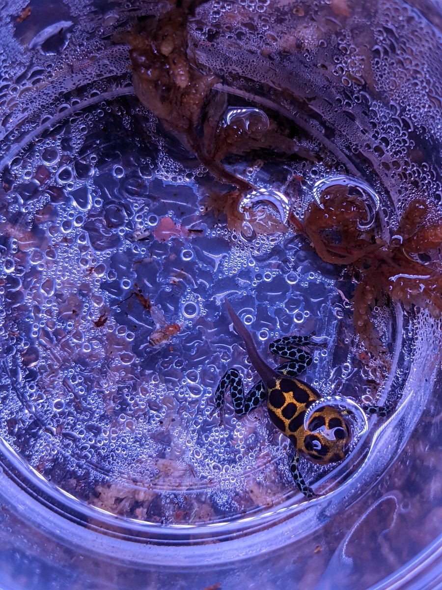 This Ranitomeya imitator tadpole is allllmost done with metamorphosis! I am always so proud of these little ones when they graduate tadpole-hood. 🥲