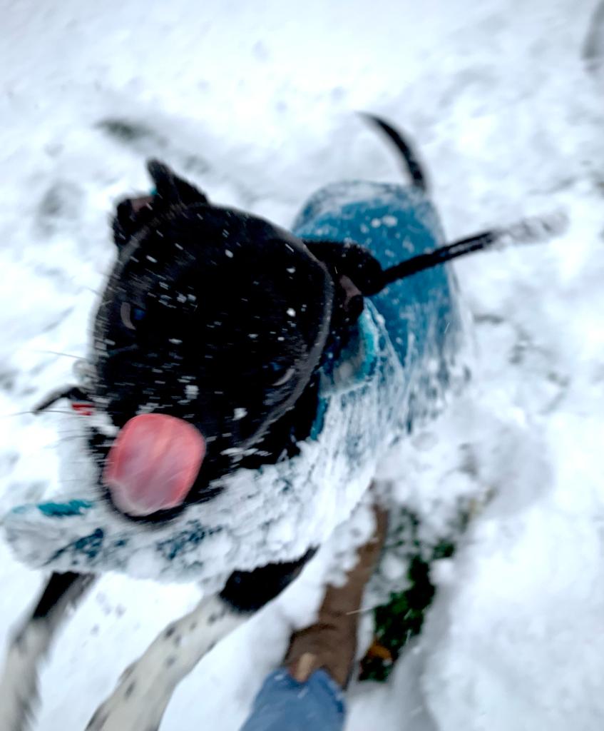 Sujata Berry tweet media