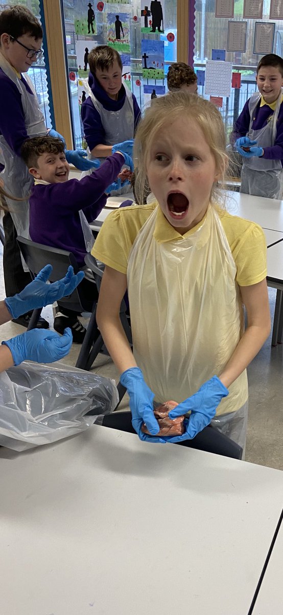 YsgolTrimsaran's tweet photo. Heddiw, bu Blwyddyn 6 yn astudioโr galon ac arennau. Hands on learning about the heart and kidneys. #erthygl13 #eichhawligaelgwybodaeth #article13 #gwybodaethymarferol #practicalinformation @childcomwales https://t.co/Q71MyHgNPG
