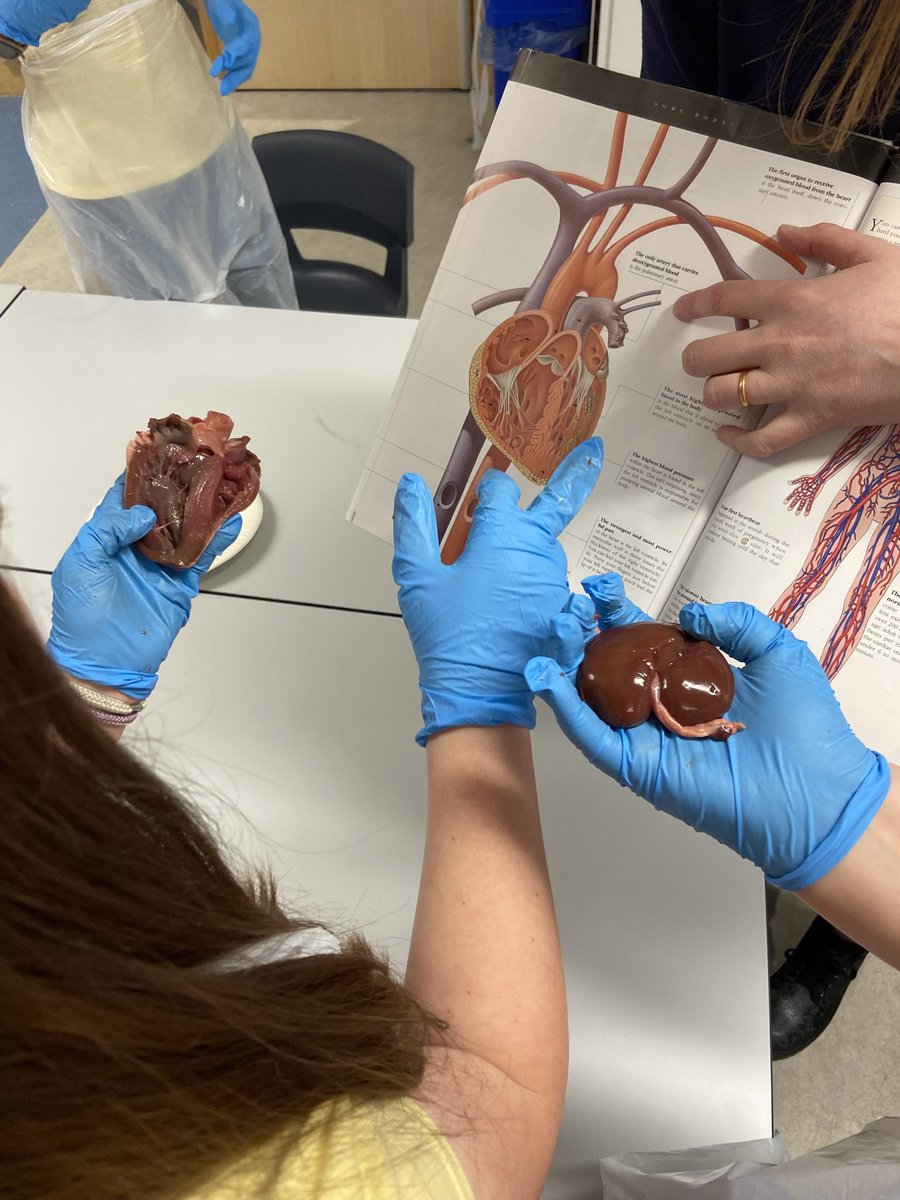 YsgolTrimsaran's tweet photo. Heddiw, bu Blwyddyn 6 yn astudioโr galon ac arennau. Hands on learning about the heart and kidneys. #erthygl13 #eichhawligaelgwybodaeth #article13 #gwybodaethymarferol #practicalinformation @childcomwales https://t.co/Q71MyHgNPG