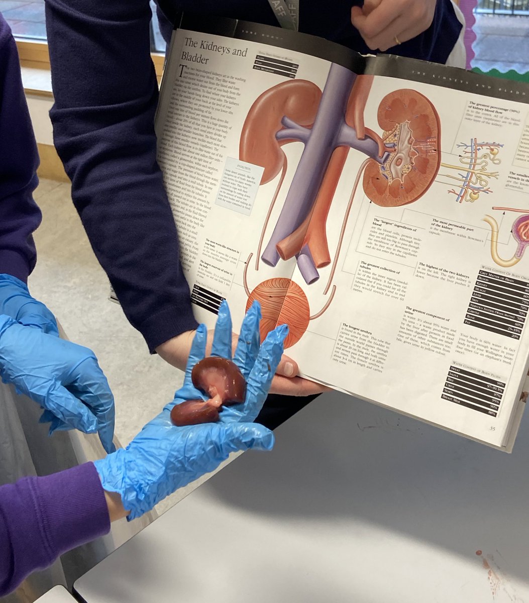 YsgolTrimsaran's tweet photo. Heddiw, bu Blwyddyn 6 yn astudioโr galon ac arennau. Hands on learning about the heart and kidneys. #erthygl13 #eichhawligaelgwybodaeth #article13 #gwybodaethymarferol #practicalinformation @childcomwales https://t.co/Q71MyHgNPG