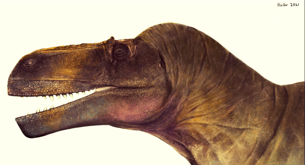 HJ_arts02's tweet photo. @AGamingBeaver Hello, my name is Haider and I will be happy to do commission pieces for you! 
Here is some of my paleoart! https://t.co/D6mx5S4NTW