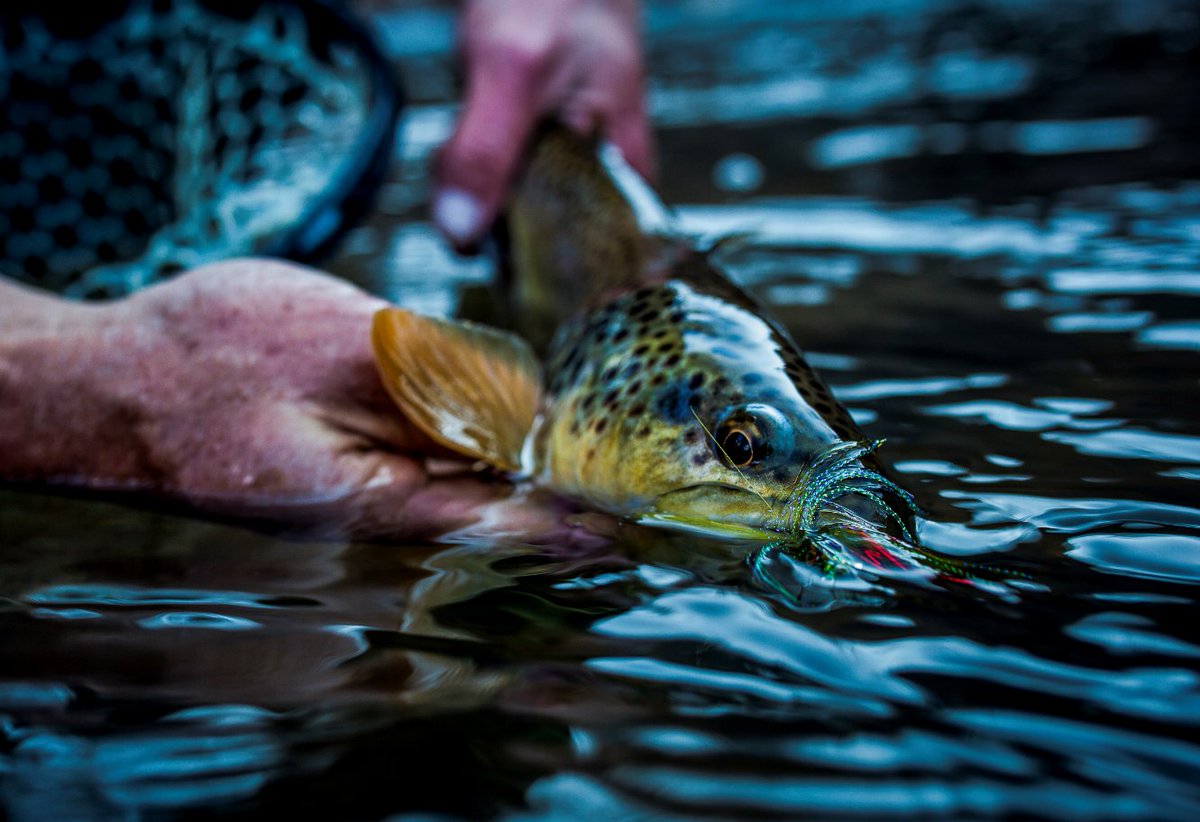 jprossflyrods's tweet photo. In the half light of the canyon....

#jprossflyrods

photo: Matt Guymon https://t.co/3s3PT7FA5n