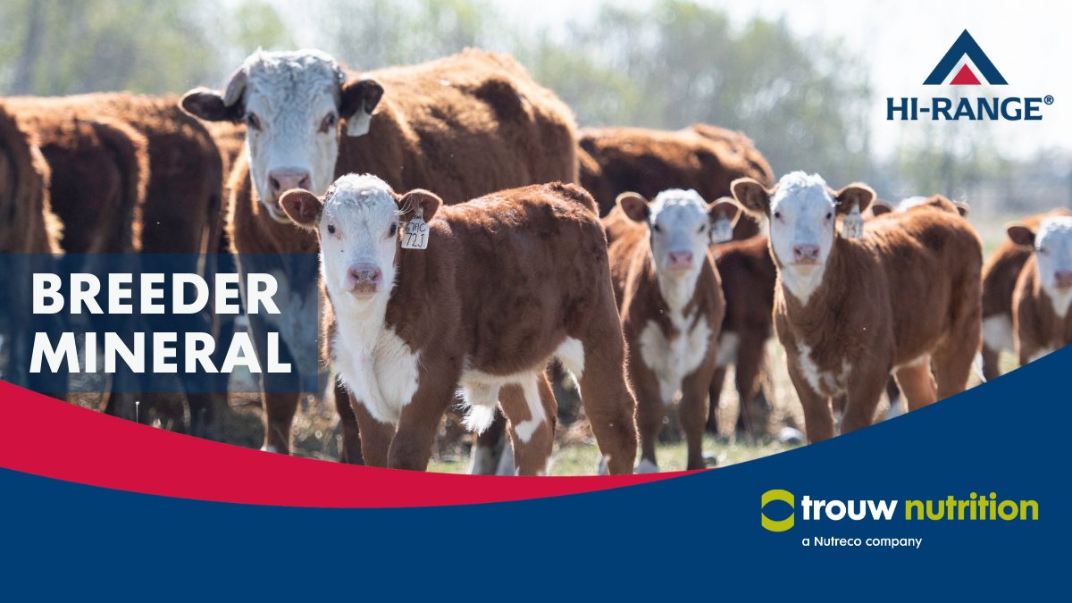 TrouwNutr_CA's tweet photo. Minerals play an integral role in a successful #breedingcycle for #beefcows. 

Our HI-RANGE® Breeder mineral contains high levels of #vitaminAandD, which are important for #milkproduction and #reproductiveperformance.

 Contact us now for info:

👉 https://t.co/FlsoKM3K5v https://t.co/EDOjlvdljV