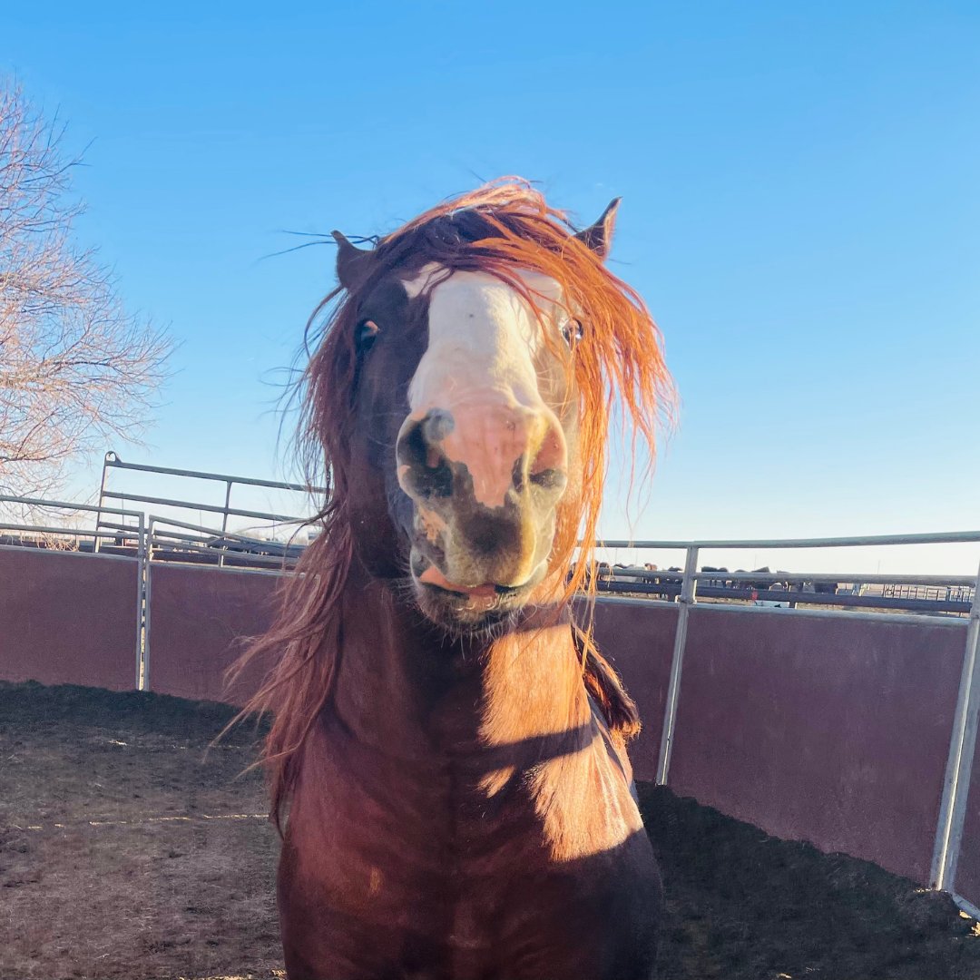 Timber Creek Veterinary Hospital (@timbercreektx) / Twitter Timber Creek Veterinary Hospital (@timbercreektx) / Twitter