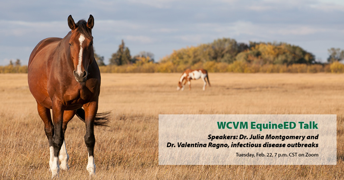 Join our #WCVM experts to learn more about equine infectious disease at the next #WCVM EquineEd talk on Tuesday, Feb. 22 at 7 p.m. Visit the link to find out more about this series of free, online public presentations: wcvm.usask.ca/education/equi… #horsehealth #USask