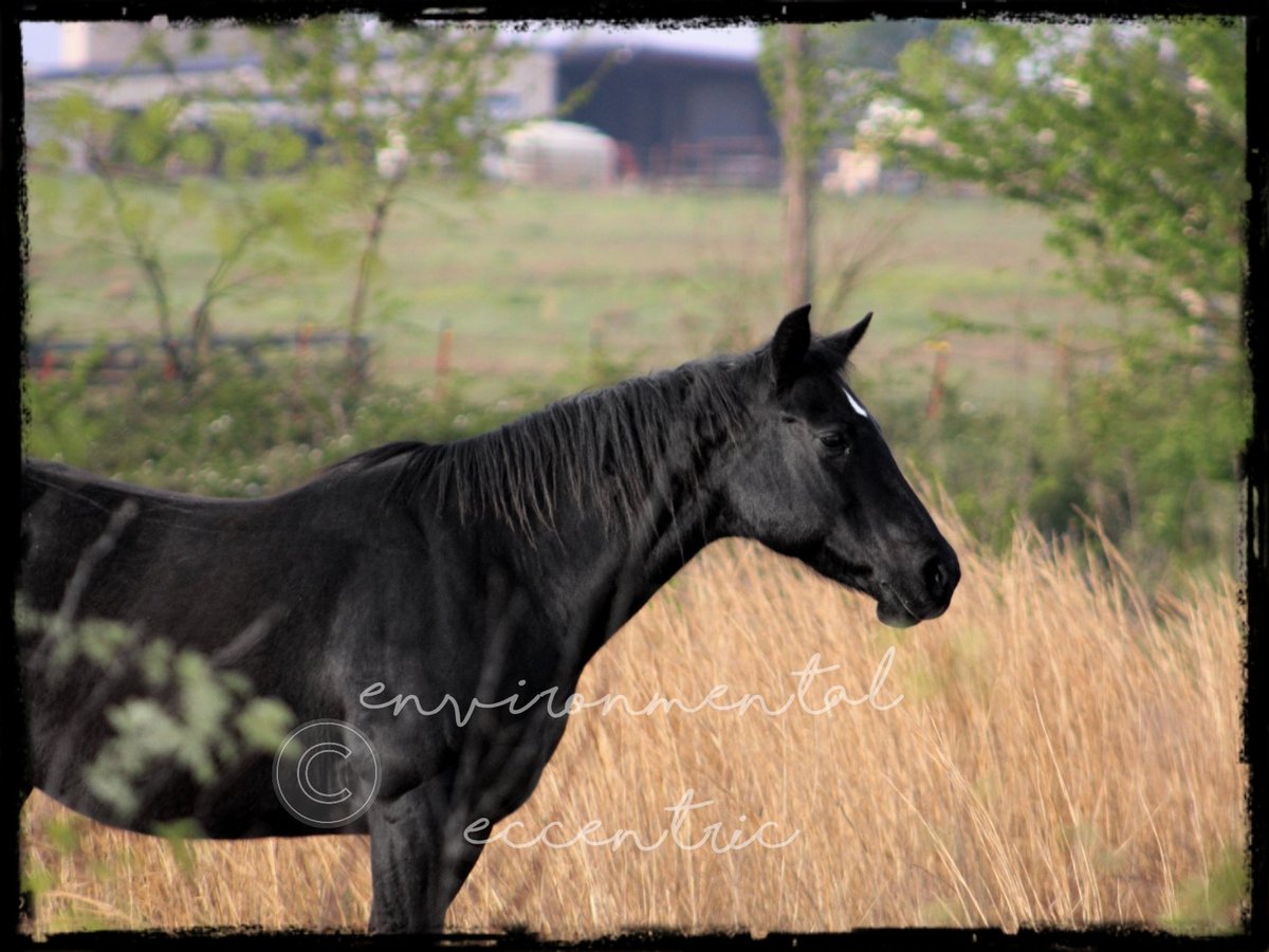 EnvEccentric's tweet photo. Tantrum is an old mare now and retired from work. But sheโs still as much of a brat as she ever was. (Photo from last summer). #NaturePhotography #BlackMare #Horse https://t.co/CjInCYMRUi