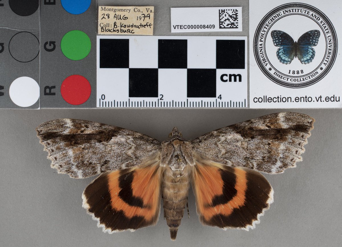 VT Insect Collection tweet media