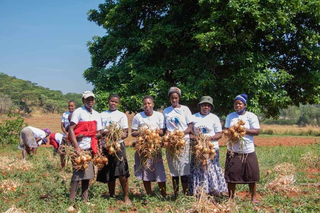 ZimFarm_Project's tweet photo. Since 2015, we have led organic farming initiatives to enhance food security for women.
Post #covid19pandemic, we are continuing to build forward with women.
We had a great onion harvest, the proceeds are sowed back to them.Connect with us  https://t.co/xwKlWnXceT to support them https://t.co/breMryJiNp